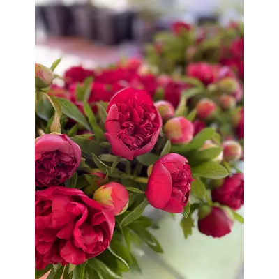RETOUR SUR LA 8ème ÉDITION DE LA FÊTE DE PIVOINE