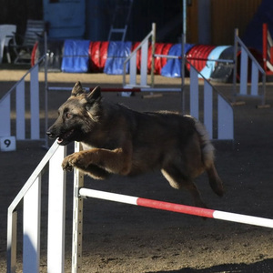 Concours d'Agility du Club Canin Ollioulais de Dressage
